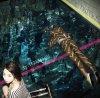 hitomitoi "City Dive" hitomitoi "City Dive"