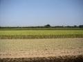 Rice field