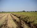 Rice field