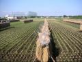 Rice field