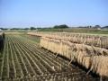 Rice field