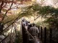 Suspended bridge