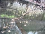 Sakura along Meguro river