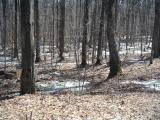 Maple trees with buckets