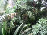 Garden behind The Atlanta, seen from the 2nd floor