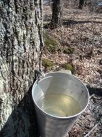 Maple sap bucket