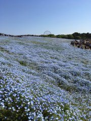 Nemophilas at Hitachi Seaside Park