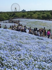 Nemophilas at Hitachi Seaside Park