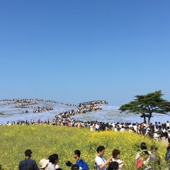 Nemophilas at Hitachi Seaside Park