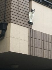 初台の猫