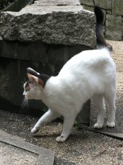 Garden cats of Hotel New Otani