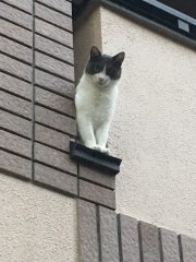 初台の猫