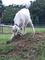 Goats in Tachikawa