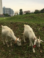 Goats in Tachikawa