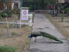 peacock