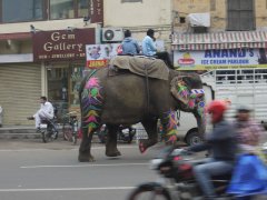 elephant walk