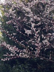 Early blossoms