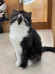 Cat café Moff, Mito