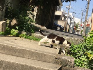 Shibuya cat