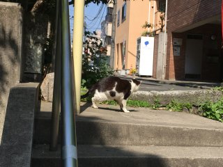 Shibuya cat