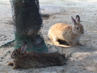 Rabbits