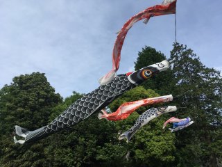 Koinobori / 鯉のぼり