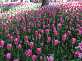 Tulips at Hitachi Seaside Park