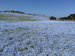 Nemophilas at Hitachi Seaside Park