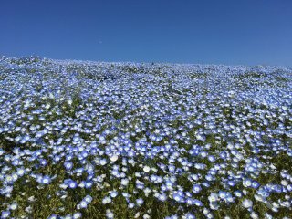 Nemophilas at Hitachi Seaside Park