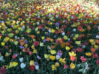 Tulips at Hitachi Seaside Park