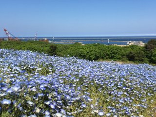 Nemophilas at Hitachi Seaside Park