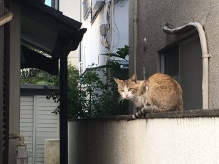 Kōenji cat