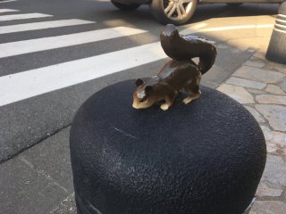 Squirrel in Asagaya