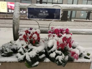 Snow in Shibuya