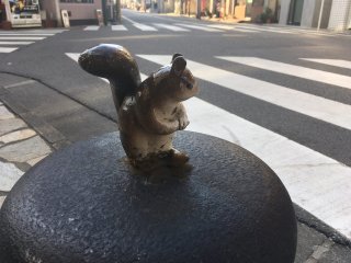 Squirrel in Asagaya