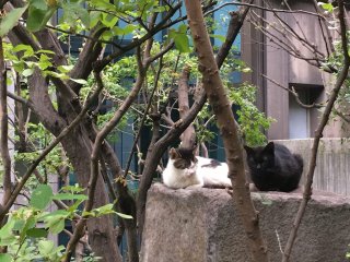 Garden cats of Hotel New Otani