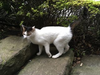 Garden cats of Hotel New Otani