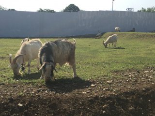 Goats at work in Tachikawa