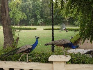 peacocks