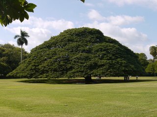 Exceptional tree