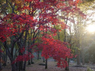 紅葉