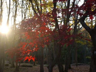 紅葉