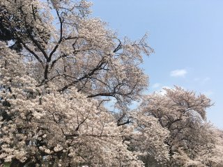 Sakura