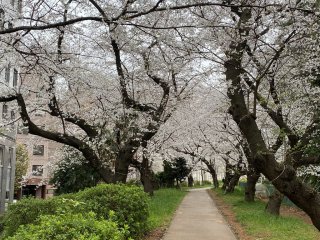 Sakura