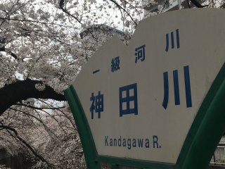 Sakura @ Kanda-gawa