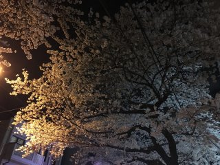Sakura in Ekoda