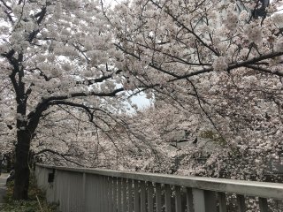 Sakura @ Kanda-gawa