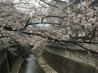 Sakura @ Kanda-gawa