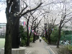 Sakura