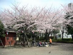 Sakura